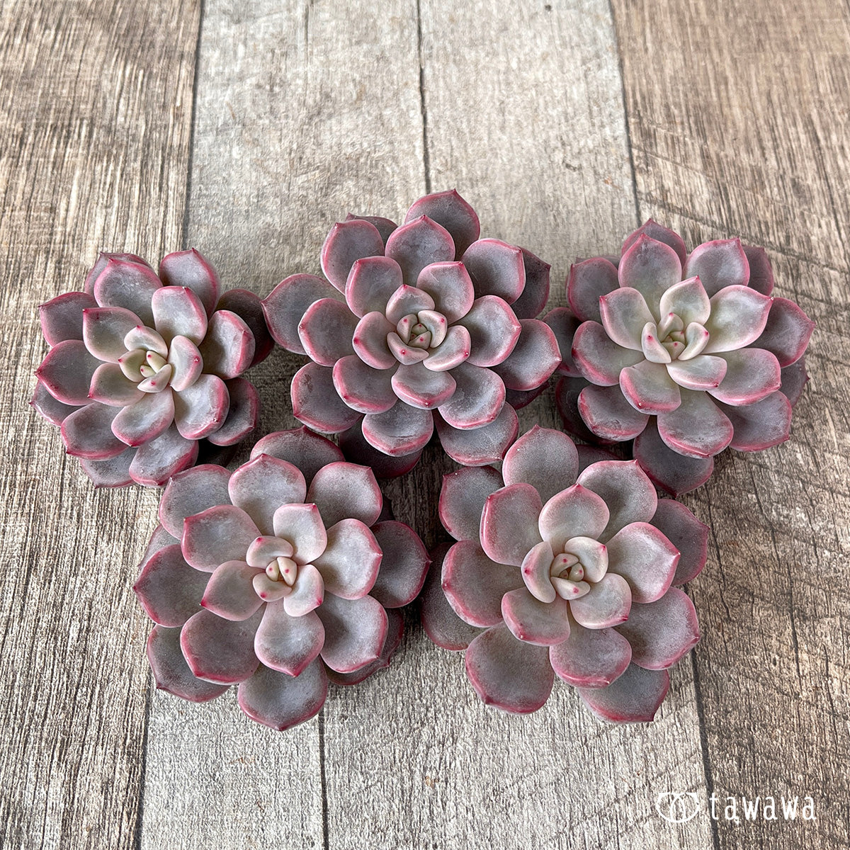 ＊新入荷＊　ピンクノヴァ【単頭】（チャンヒー農園苗）