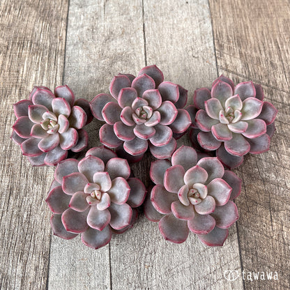 ＊新入荷＊　ピンクノヴァ【単頭】（チャンヒー農園苗）