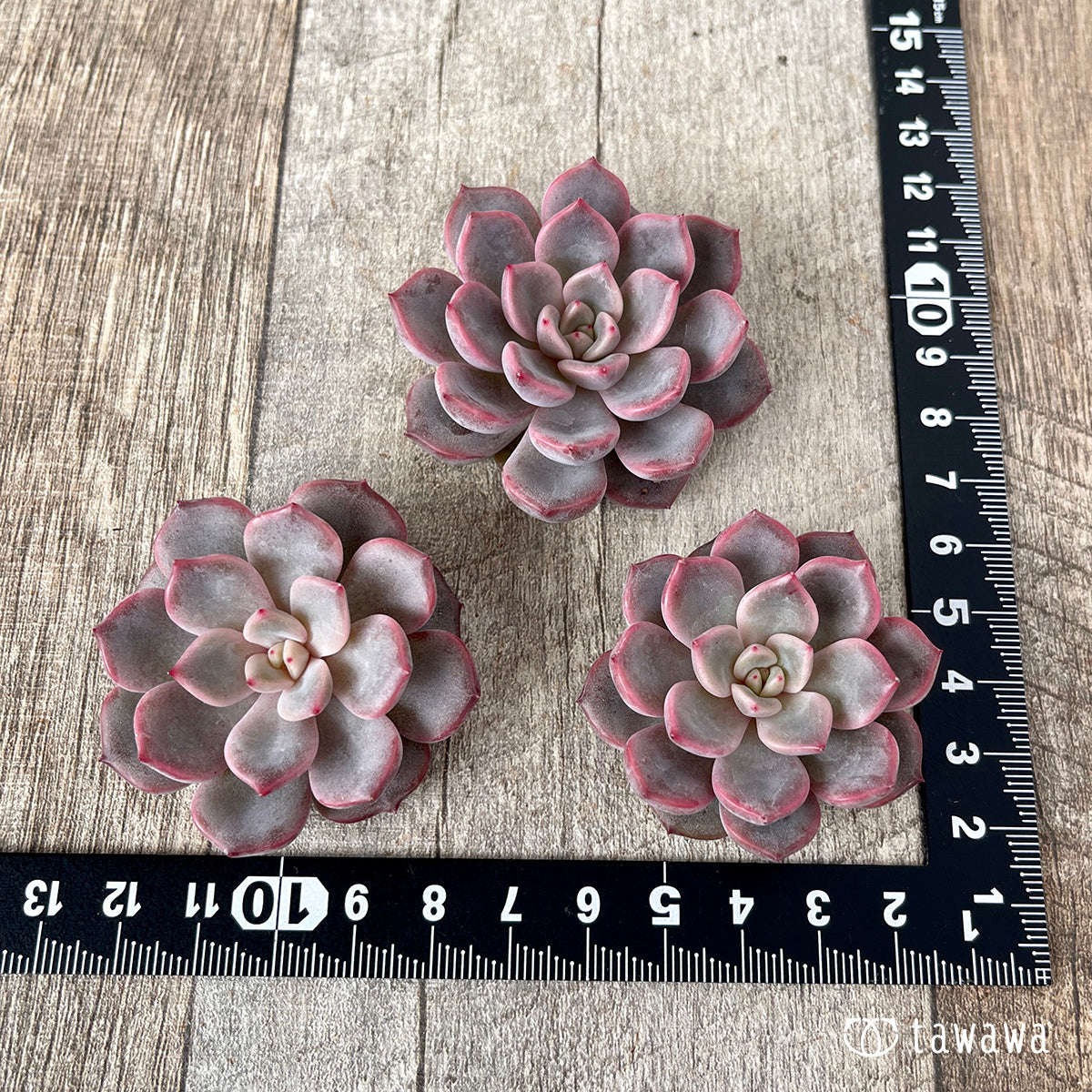 ＊新入荷＊　ピンクノヴァ【単頭】（チャンヒー農園苗）