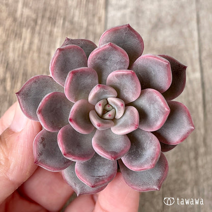 ＊新入荷＊　ピンクノヴァ【単頭】（チャンヒー農園苗）