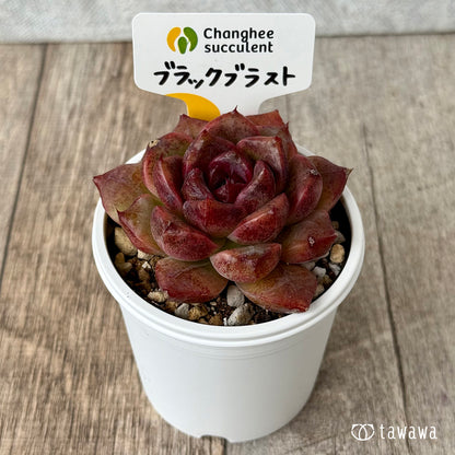 New Arrivals: Ice Green