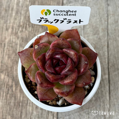 New Arrivals: Ice Green