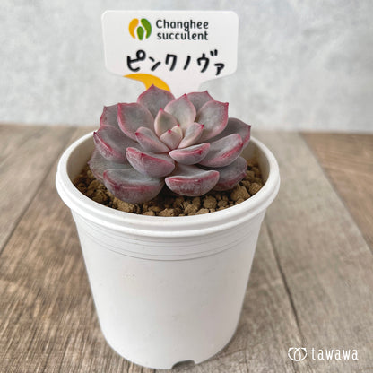 ＊新入荷＊　ピンクノヴァ【単頭】（チャンヒー農園苗）