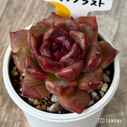 New Arrivals: Ice Green