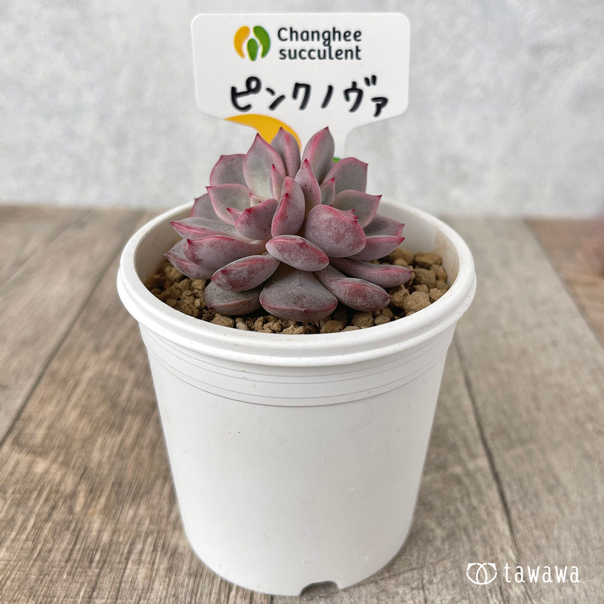 ＊新入荷＊　ピンクノヴァ【双頭】（チャンヒー農園苗）