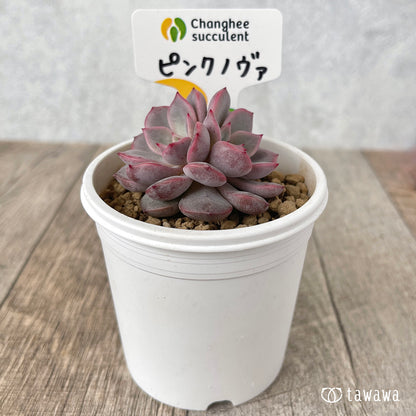 ＊新入荷＊　ピンクノヴァ【双頭】（チャンヒー農園苗）