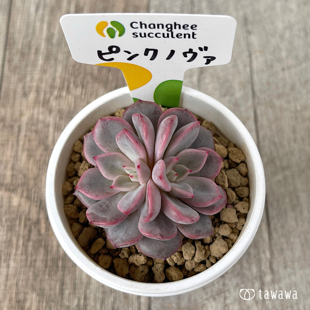 ＊新入荷＊　ピンクノヴァ【双頭】（チャンヒー農園苗）