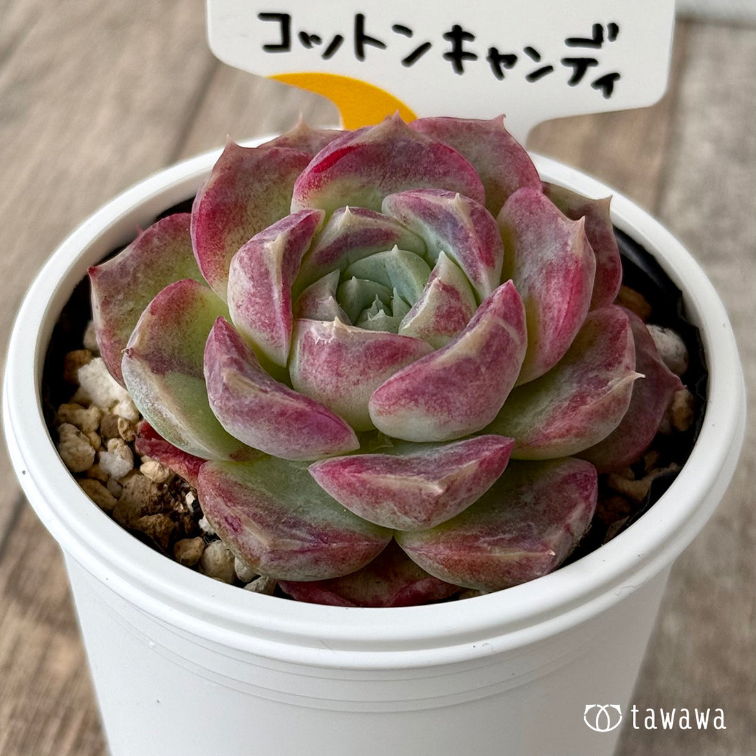 *新発売* コットンキャンディ(チャンヒー農園)【tawawaハウス苗】