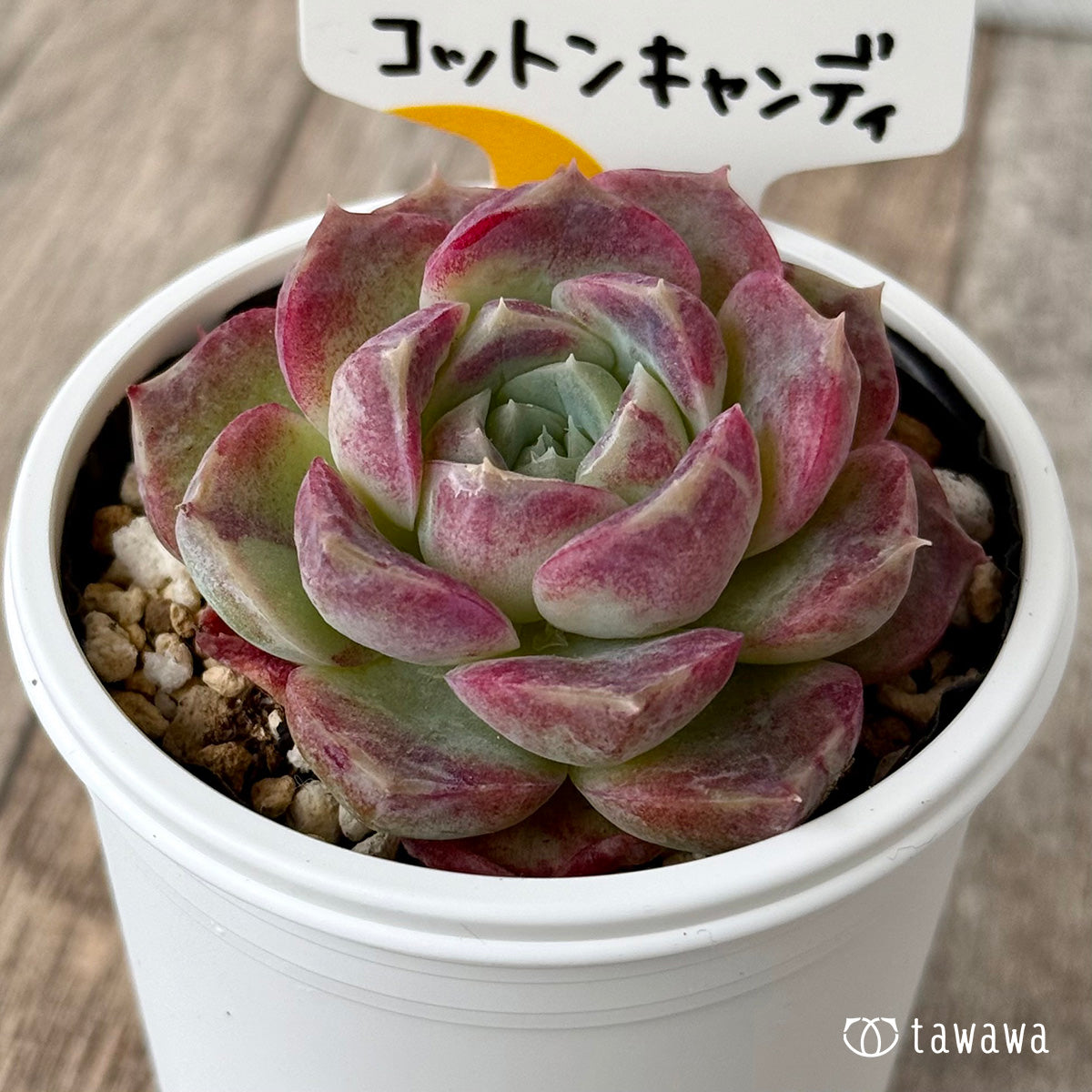 ＊新発売＊　コットンキャンディ（チャンヒー農園）【tawawaハウス苗】