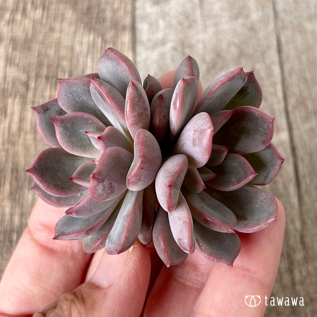 ピンクノヴァ【双頭】（チャンヒー農園苗） – 多肉植物の通販・販売