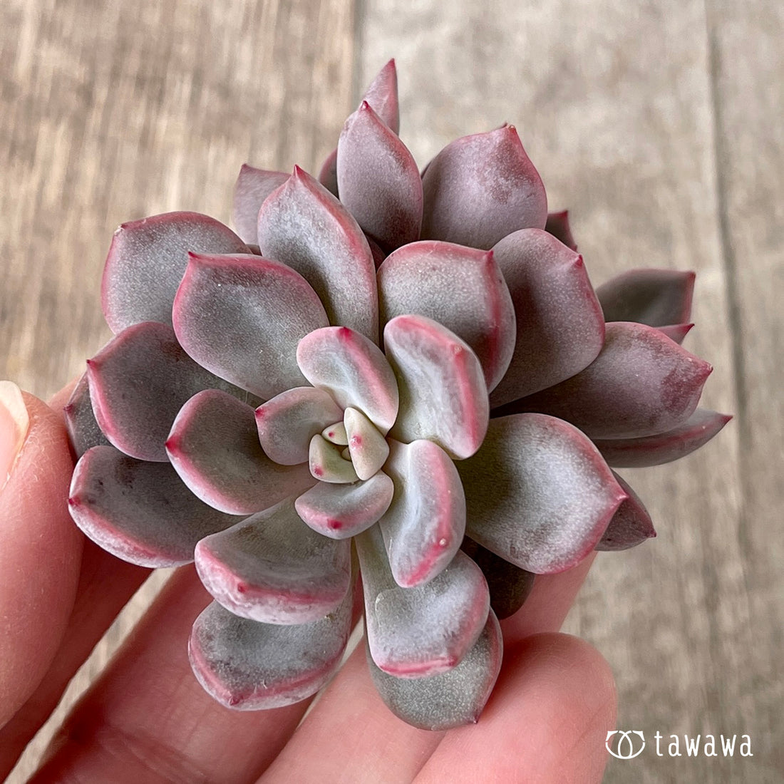 New Arrivals: Ice Green