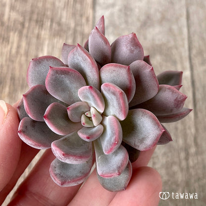 ＊新入荷＊　ピンクノヴァ【双頭】（チャンヒー農園苗）