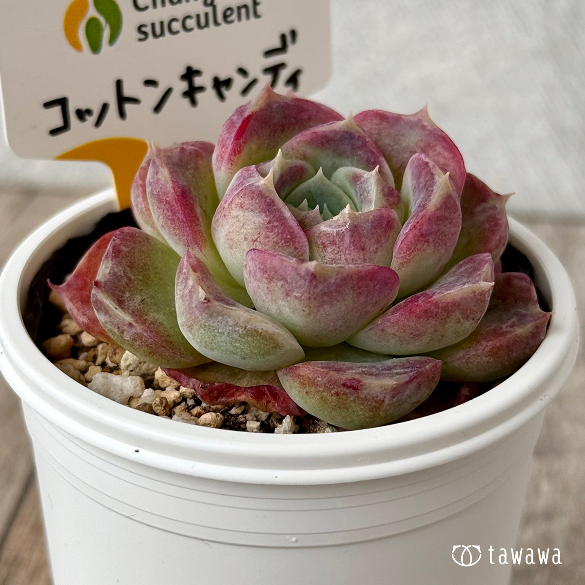 ＊新発売＊　コットンキャンディ（チャンヒー農園）【tawawaハウス苗】