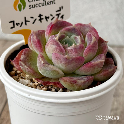 ＊新発売＊　コットンキャンディ（チャンヒー農園）【tawawaハウス苗】