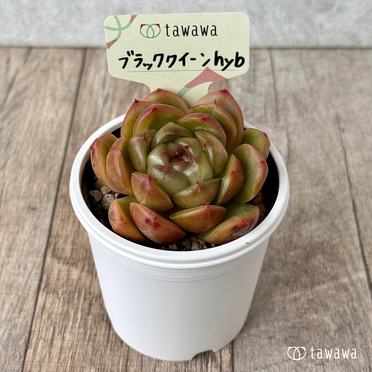 Black Queen hyb selected variety (Hanamura Farm) [Tawawa House Seedlings]