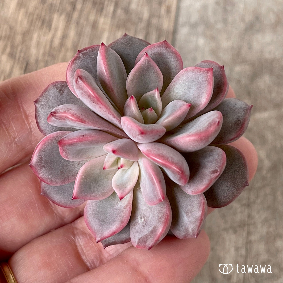 ＊新入荷＊　ピンクノヴァ【双頭】（チャンヒー農園苗）