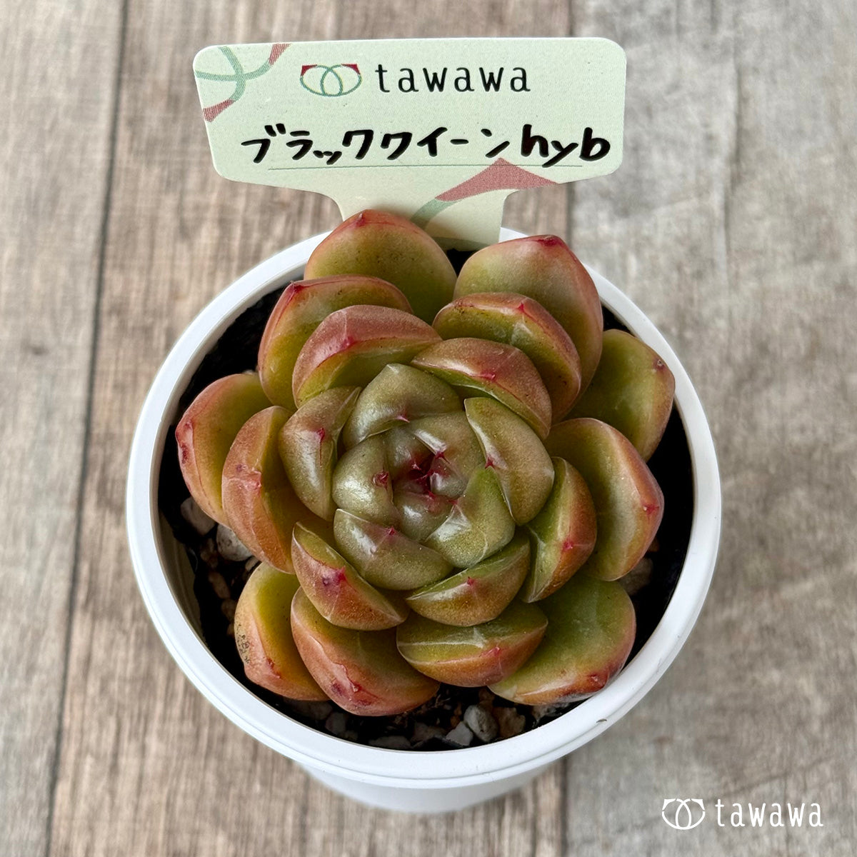 Black Queen hyb selected variety (Hanamura Farm) [Tawawa House Seedlings]
