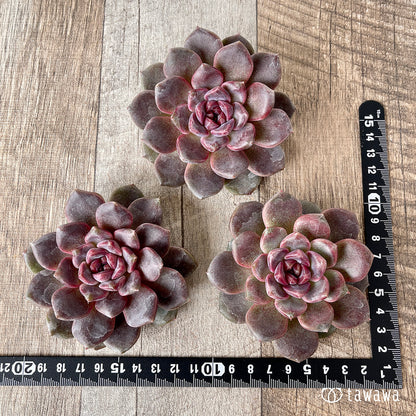 ＊新入荷＊　ブラックチェリー【約8cm以上】（チャンヒー農園苗）