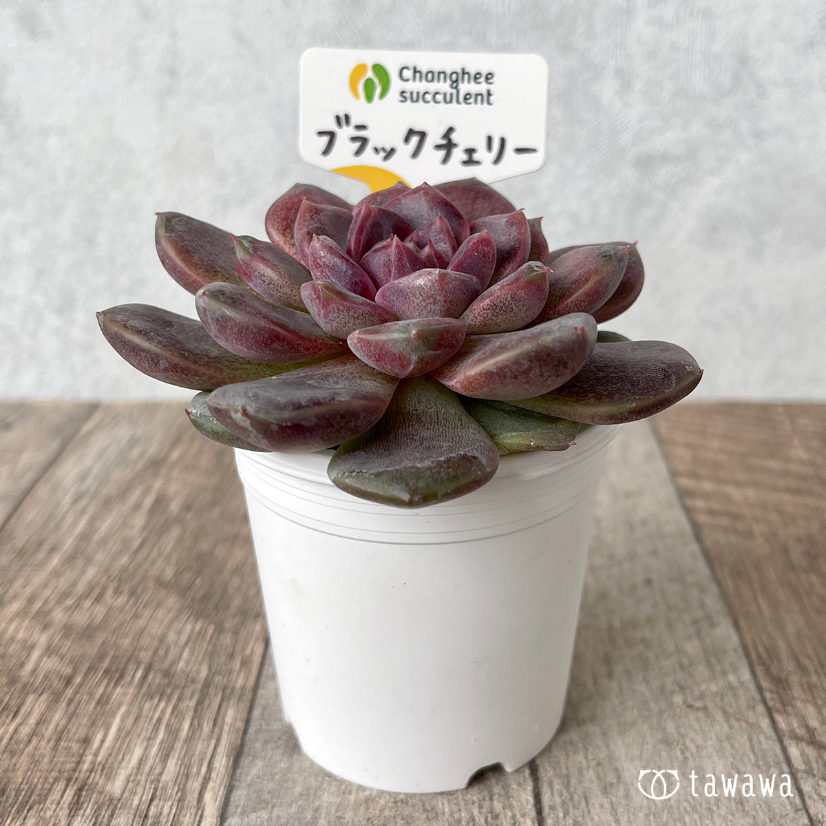 ＊新入荷＊　ブラックチェリー【約8cm以上】（チャンヒー農園苗）