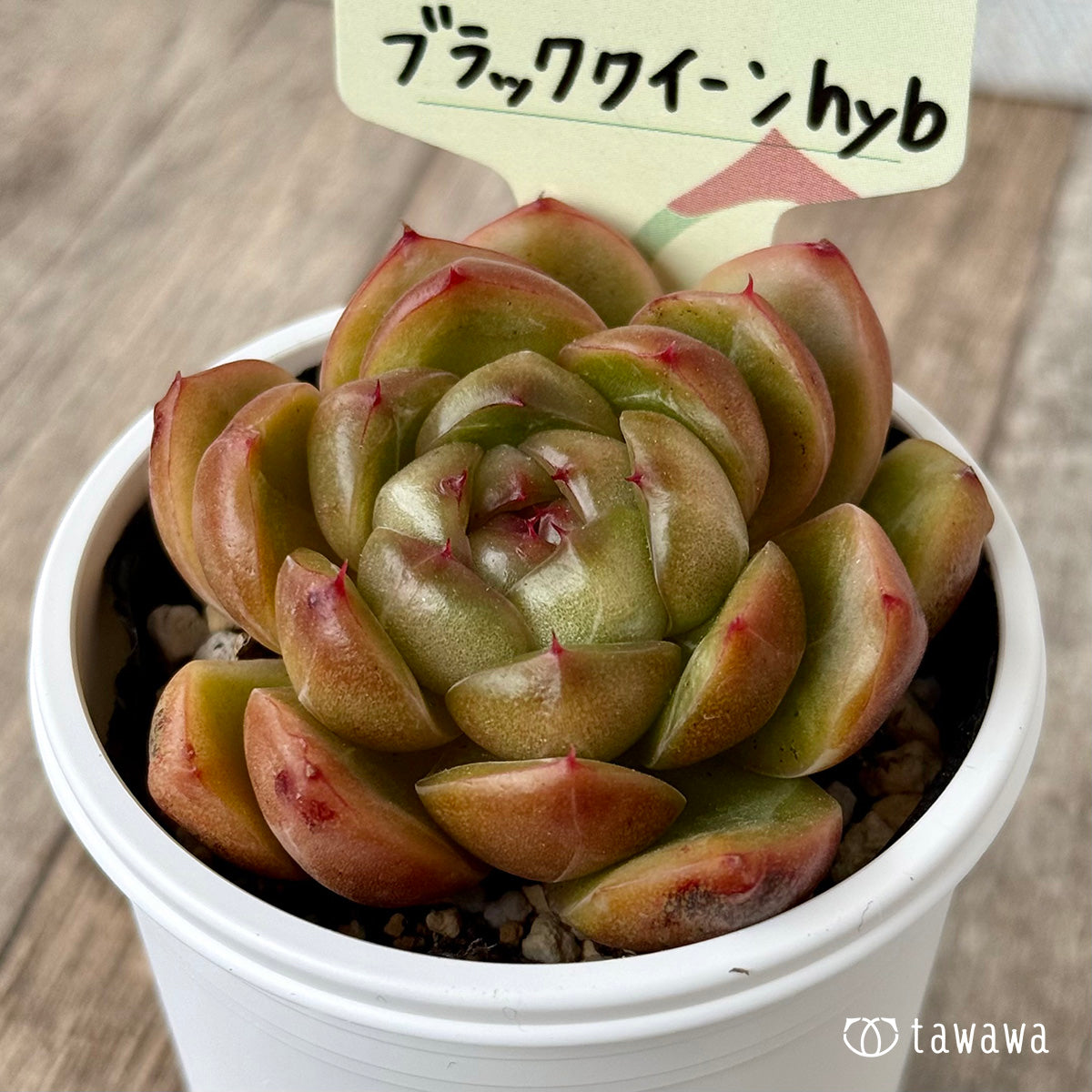 Black Queen hyb selected variety (Hanamura Farm) [Tawawa House Seedlings]