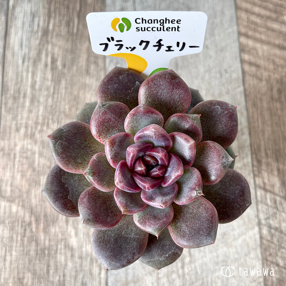 ＊新入荷＊　ブラックチェリー【約8cm以上】（チャンヒー農園苗）