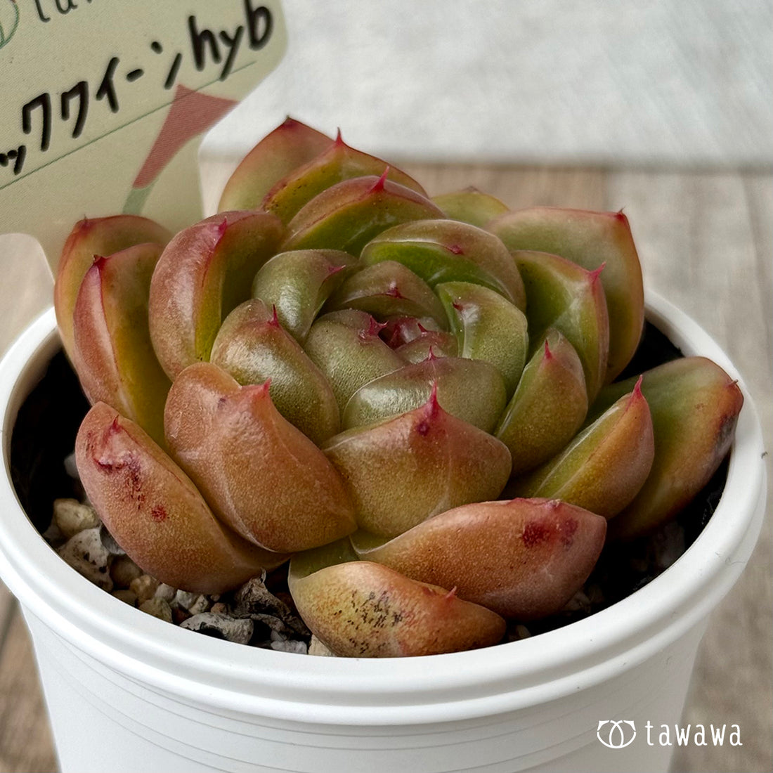 ＊新発売＊　ブラッククイーンhyb選抜種（花村農園）【tawawaハウス苗】