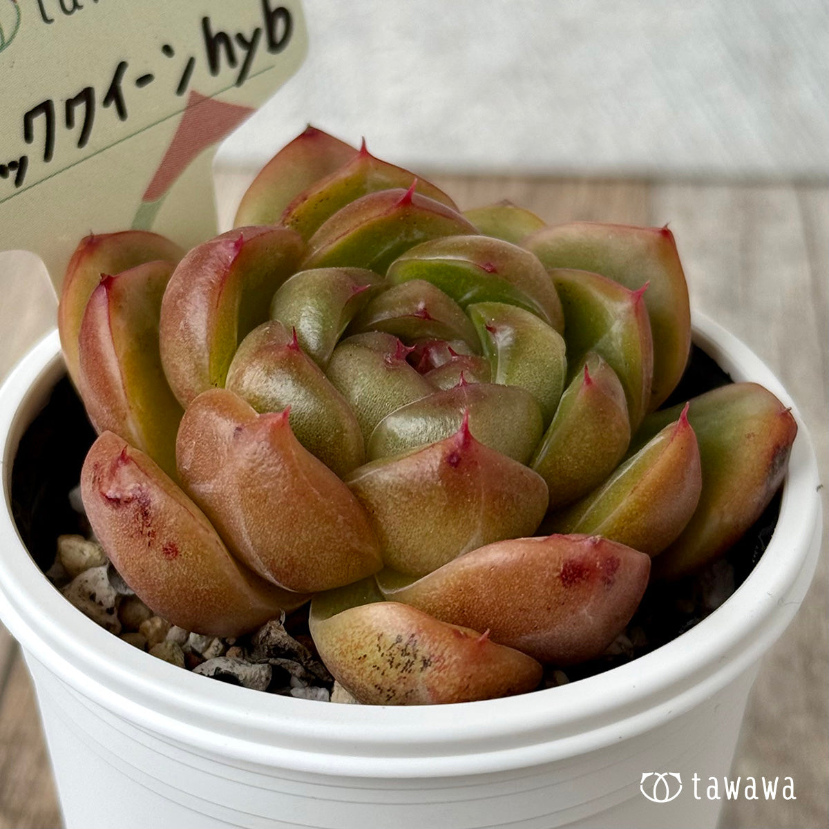 Black Queen hyb selected variety (Hanamura Farm) [Tawawa House Seedlings]