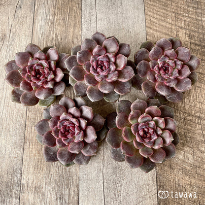 ＊新入荷＊　ブラックチェリー【約8cm以上】（チャンヒー農園苗）