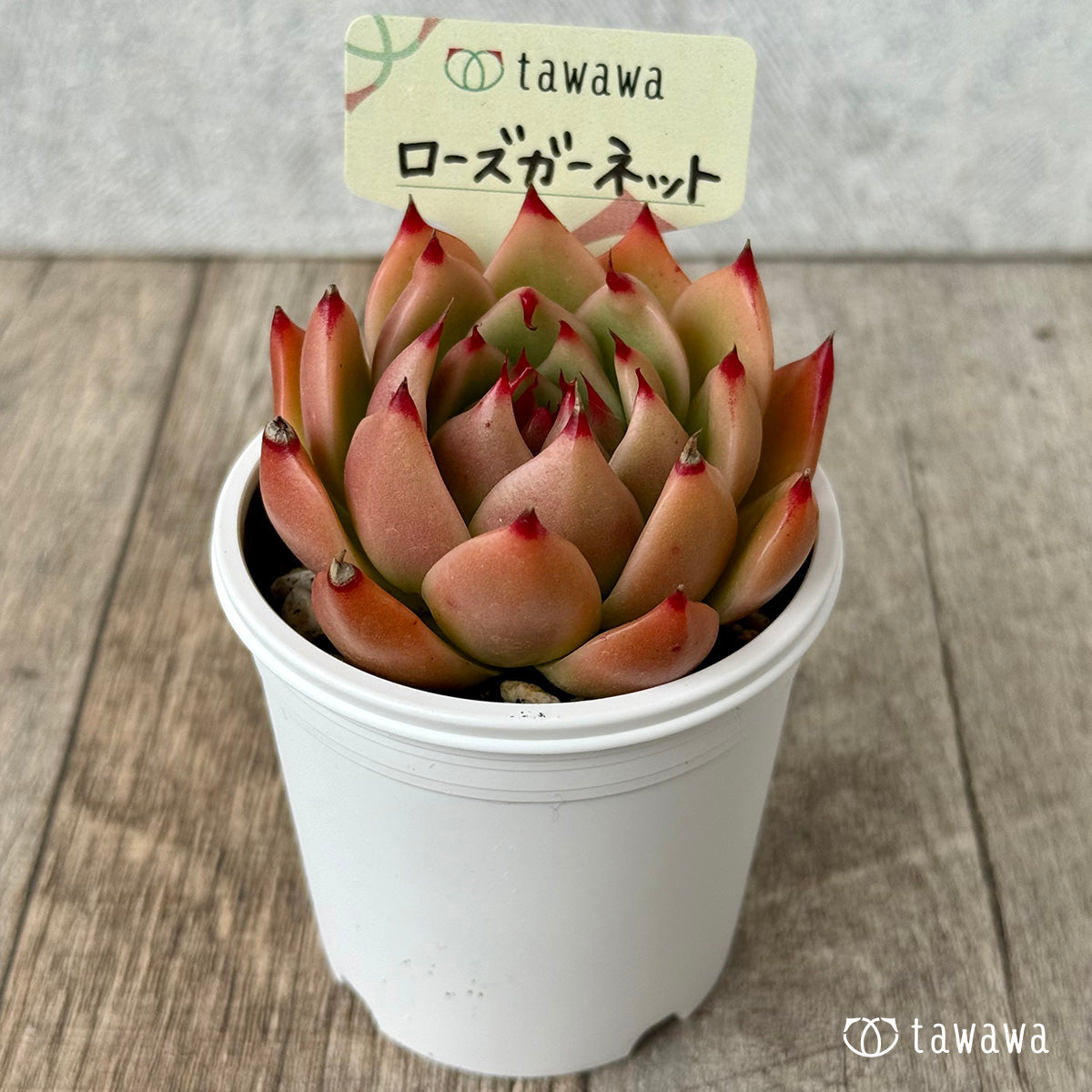 ローズガーネット（エアーマジック農園）【tawawaハウス苗】