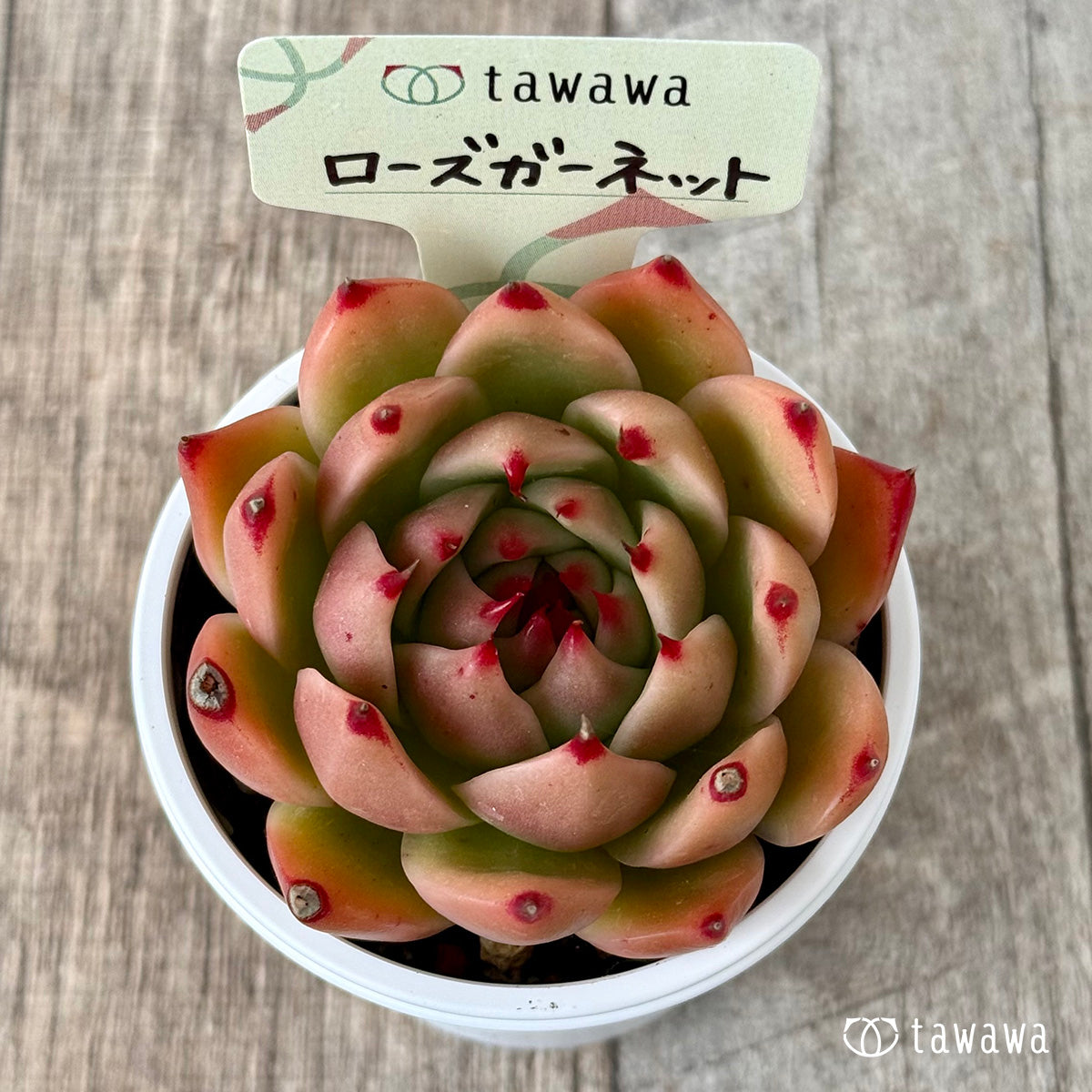 ローズガーネット（エアーマジック農園）【tawawaハウス苗】