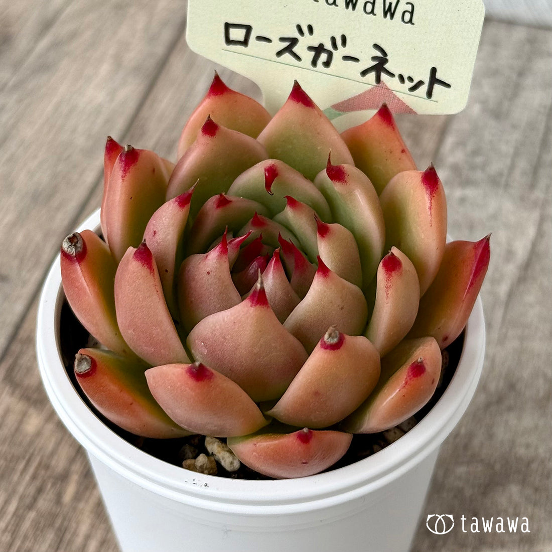 ローズガーネット（エアーマジック農園）【tawawaハウス苗】