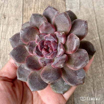 ＊新入荷＊　ブラックチェリー【約8cm以上】（チャンヒー農園苗）