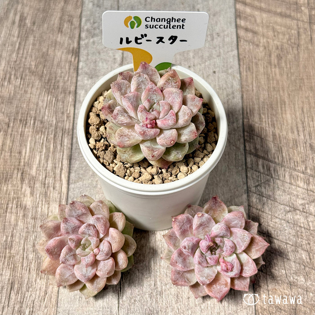 New Arrivals: Ice Green