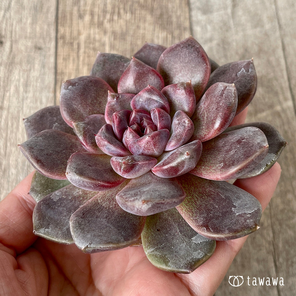 ブラックチェリー《約8cm以上》（チャンヒー農園苗） – 多肉植物の通販