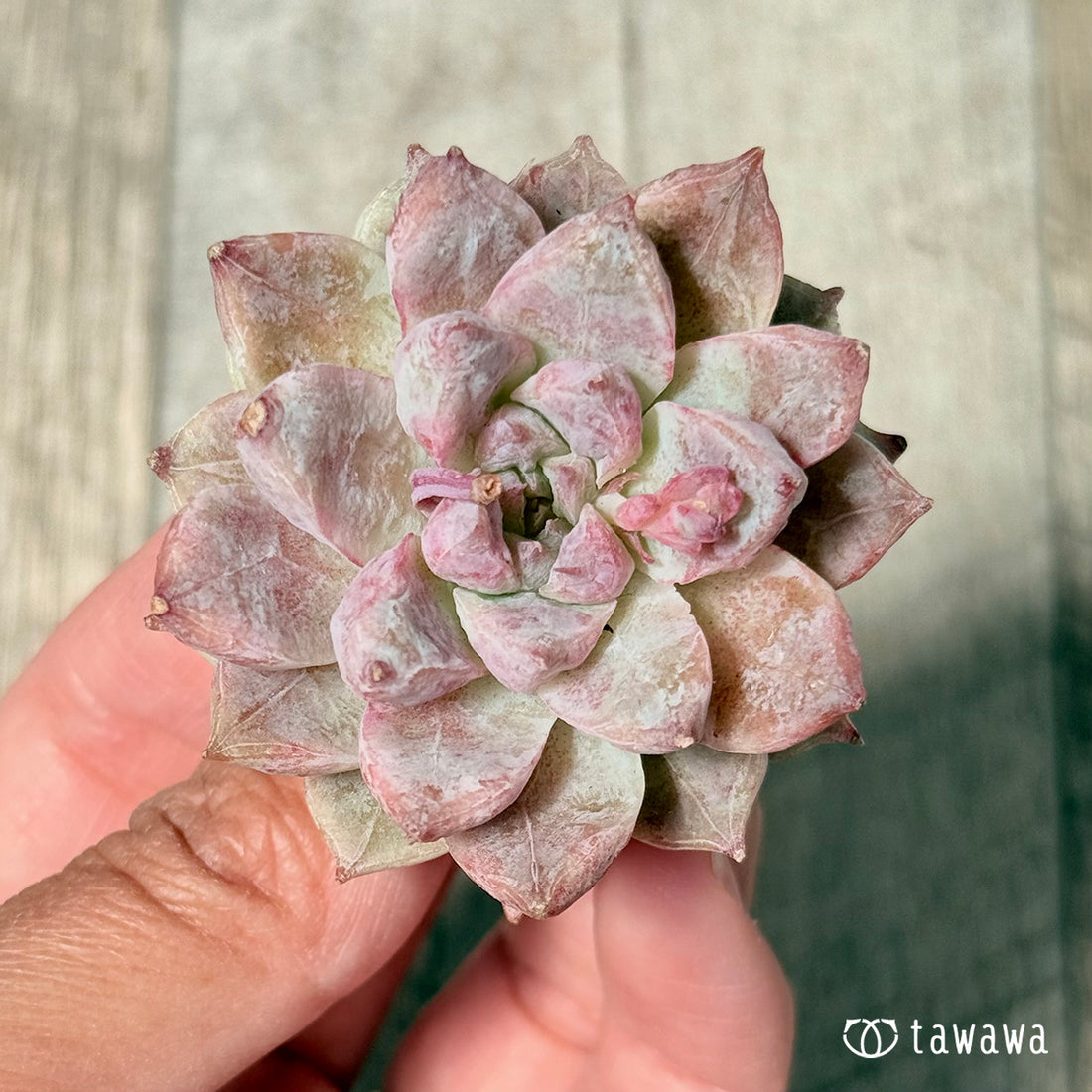 New Arrivals: Ice Green