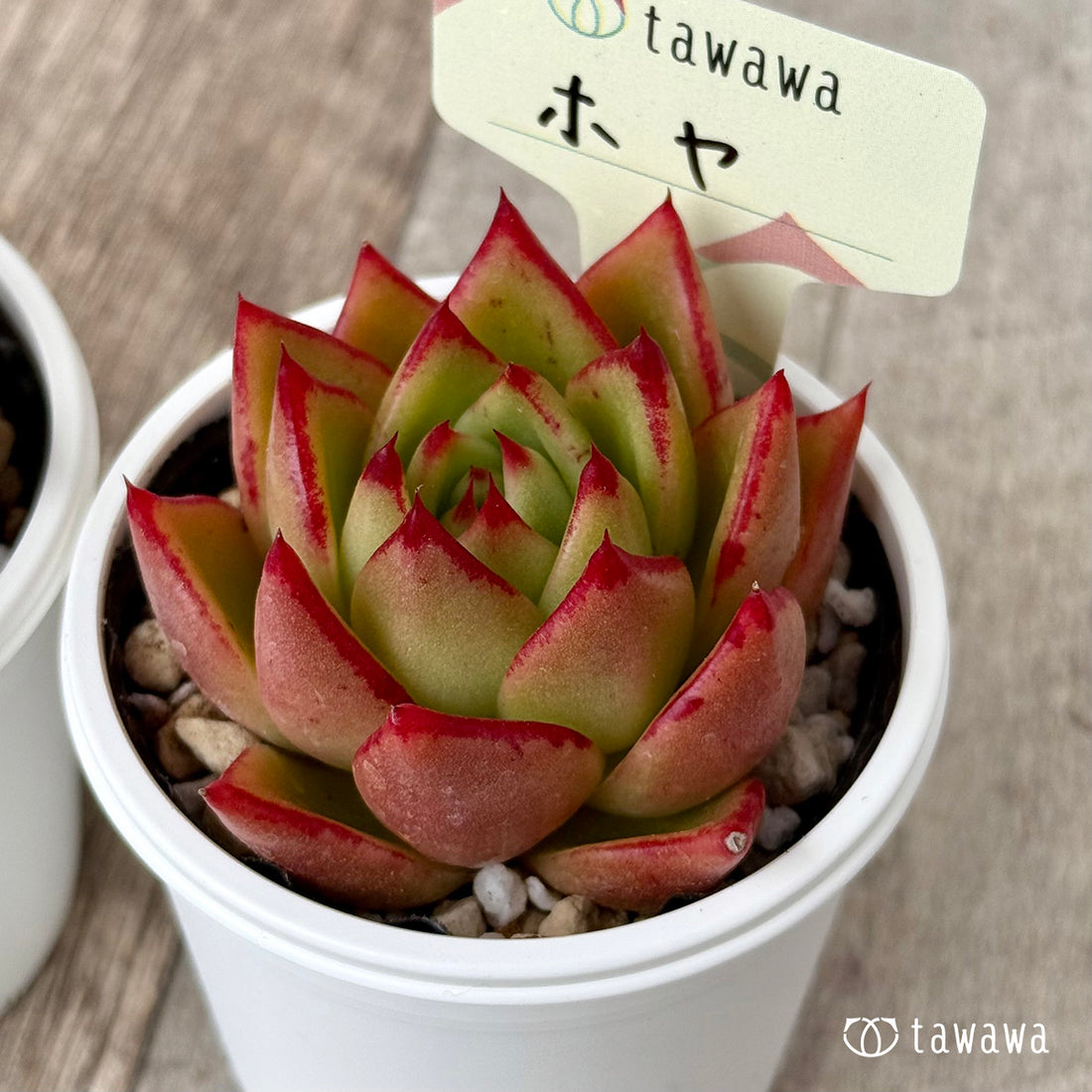 ＊新発売＊　ホヤ【tawawaハウス苗】