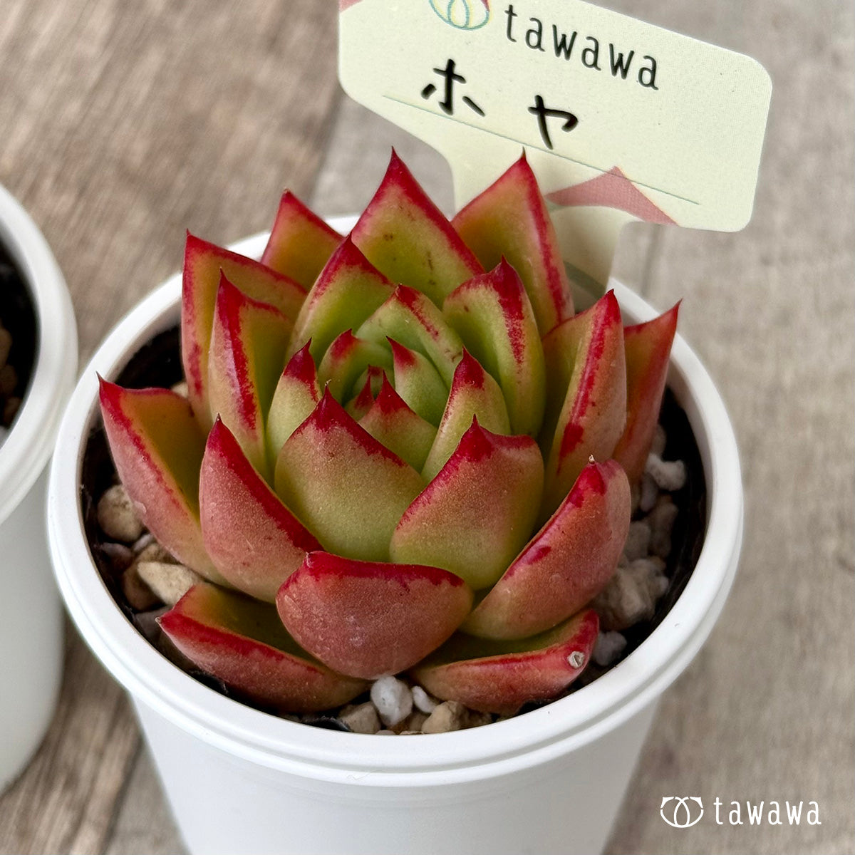 ＊新発売＊　ホヤ【tawawaハウス苗】