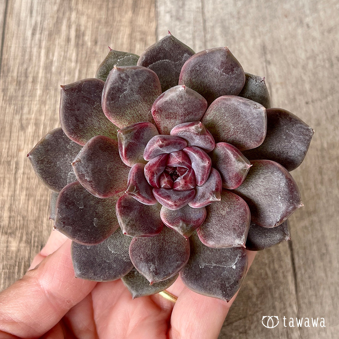 New Arrivals: Ice Green