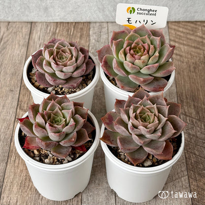 ＊新発売＊　モハリン（チャンヒー農園）【tawawaハウス苗】