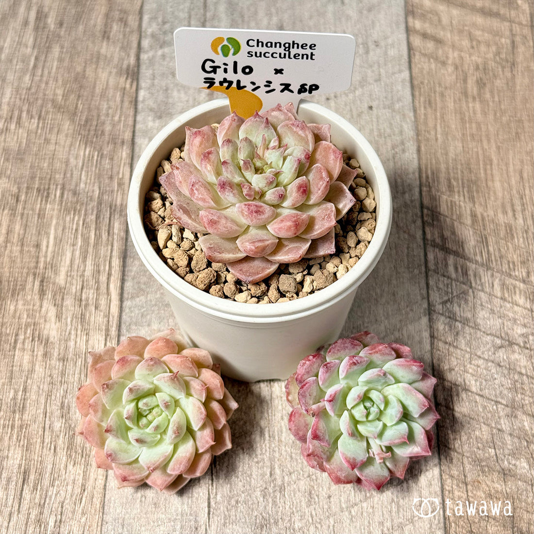 ＊新入荷＊　Gilo×ラウレンシスsp（チャンヒー農園苗）