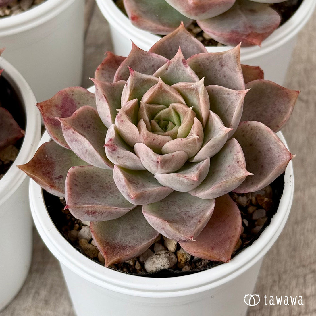 ＊新発売＊　モハリン（チャンヒー農園）【tawawaハウス苗】