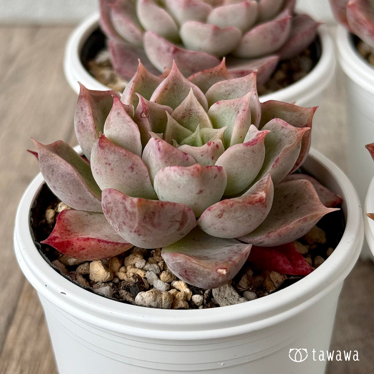 ＊新発売＊　モハリン（チャンヒー農園）【tawawaハウス苗】