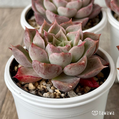 ＊新発売＊　モハリン（チャンヒー農園）【tawawaハウス苗】