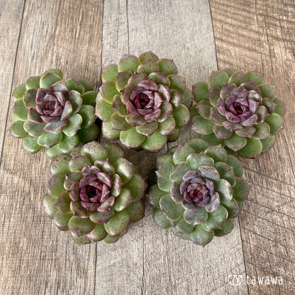 ＊新入荷＊　ブラックパステル【単頭】（チャンヒー農園苗）