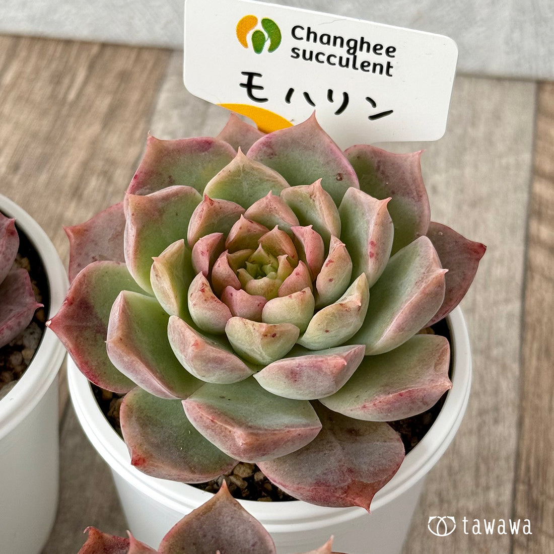 ＊新発売＊　モハリン（チャンヒー農園）【tawawaハウス苗】