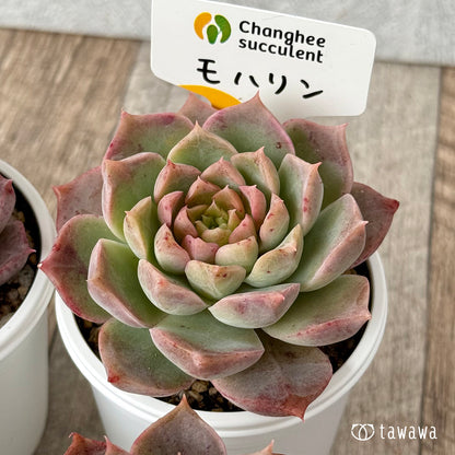 ＊新発売＊　モハリン（チャンヒー農園）【tawawaハウス苗】