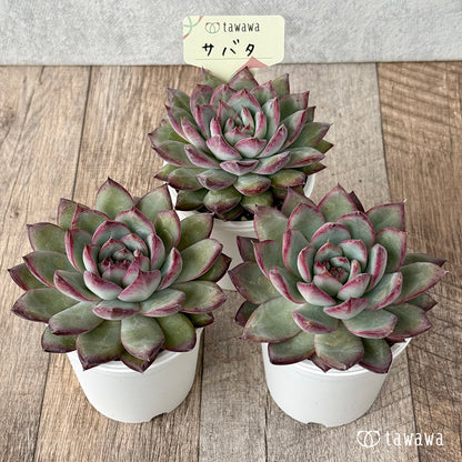 ＊新発売＊　サバタ（エアーマジック農園）【tawawaハウス苗】