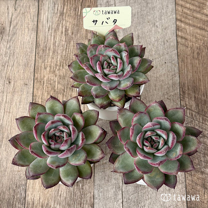 ＊新発売＊　サバタ（エアーマジック農園）【tawawaハウス苗】