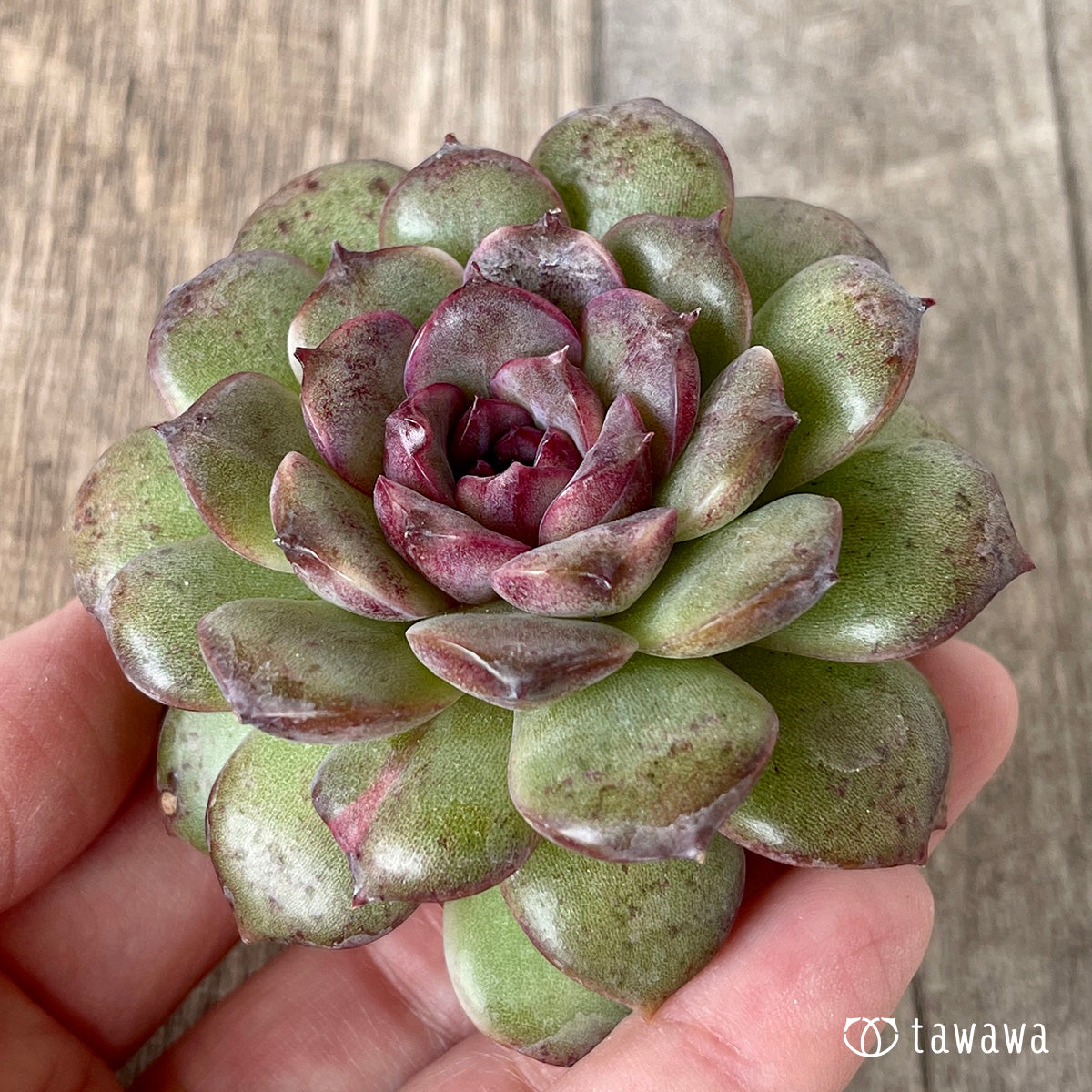 ＊新入荷＊　ブラックパステル【単頭】（チャンヒー農園苗）