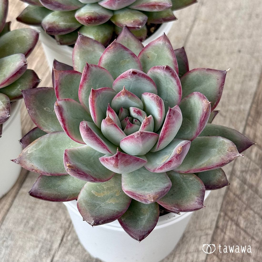 ＊新発売＊　サバタ（エアーマジック農園）【tawawaハウス苗】